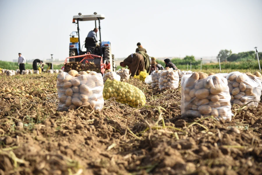 sun one - агро сезон 2026